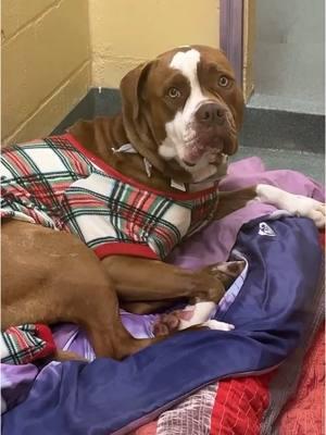 That face 🙏🥹   4-year-old Ollie came to us after his owner became too ill to care for him. Ollie has only known a loving home 💔 and we’re doing our best to keep him comfortable with cozy pajamas and stuffed animals. Thanks to your support and donations, we can give him the care he needs.   Ollie’s previous owner shared that he loves rope toys, tearing up blankets to use as a bed, running, playing fetch, and going for long walks. He’s not a fan of baths but enjoys car rides—always in the passenger seat. Ollie is heartworm positive but on the road to recovery. He’s ready to find a new family to give him the love and cozy home he deserves. Could that be you? 🏡✨   Please share for Ollie 🙏   Ollie is just one of the homeless pets our annual VCA Walk for the Animals fundraiser helps support ❤️ Each year the Humane Society of Broward County takes in over 4,000 homeless animals, and keeps them safe and cared for while they wait for their forever homes ❤️   Will you help donate to Ollie’s care today? 🙏   To adopt Ollie, please come in to the Humane Society of Broward County to meet him ❤️ The shelter is located at 2070 Griffin Road, Fort Lauderdale, FL, and the adoption department opens daily at 11 a.m.Appointments are not required. If you have any questions, call 954-989-3977 ext. 6.   #rescuedog #shelterdog #adoptme #adoptdontshop #doglover #florida #dogreels #reels #staffy #instapet #dogs #dogoftheday #dogsofinstagram #instadog #instadaily #insta #dogshelter #animalshelter #pittie #pittiesofinstagram #pittbull #bullybreed #pittielove #pittiemix #FortLauderdale #HeartwormWarrior #VCAWalkForTheAnimals #adoptme #foreverhome #bulldog