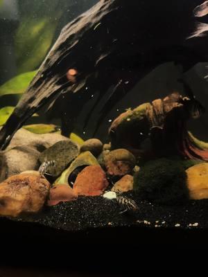 Clean tanks and dinner🤍 #fyp #foryoupage #fishtank #fishtok #fish #fishtanksoftiktok #plantedtank #plantedaquarium #loaches #fish #aquariumfish #aquarium #dinosourbichir #turtles #turtlesoftiktok #redearedslider #bristlenosepleco #pleco #snailsoftiktok #africandwarffrog #frogsoftiktok ##blackskirttetra##Coreycatfish