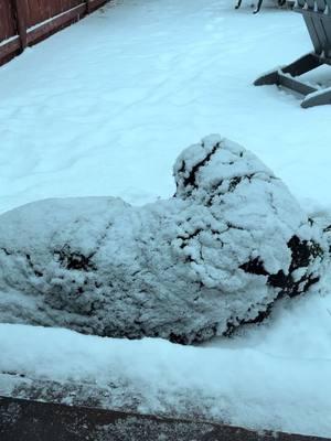 If you are too cold then you should really go inside mom. 😂😂 Disclaimer :  before you all come at me 😂. he is a Newfoundland dog. Born to stand frigid Newfoundland temperatures. With his thick double coat he is dry, toasty and warm under that snow.  This is his weather. His playground and IF he wants to@Come on he can 😉 .. #newfoundland #newfiesoftiktok #dogsofttiktok #newf #fyp #thisisthelife #newfiesofnorway 