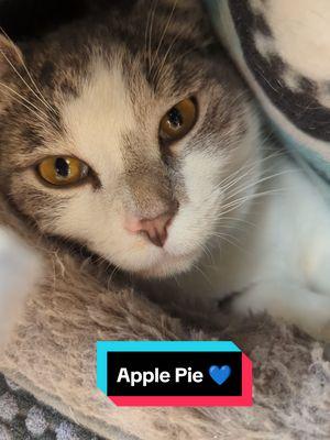 Her name is Apple Pie and she's a total sweetheart who enjoys her own personal space. She was abandoned in a carrier a few months back, but she's been enjoying lots of TLC during her time at MARL. 💙 #marl #animalshelter #rescuecat #adoptdontshop 