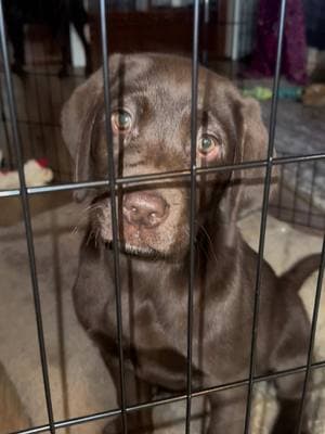 In cage until further notice ✋🏼✋🏼 #fyp #lab #labpuppies #labrador #funny 