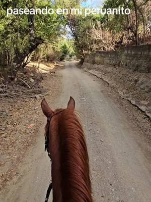 #caballoperuano  #cabalgatas  #quinceñera  #williapinto  #rancholaslomaschiquimula #viral #Guatemala #Chiquimula #UnitedStates 