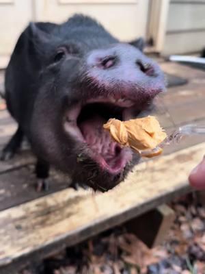 Have you ever seen a pig eat peanutbutter? #pigtubewithchucky #pig #pigs #piggy #minipig #minipigs #minipigsoftiktok #pigtok #pigsoftiktok #petpigs #indoorpig #petpig #pet #pets #PetsOfTikTok #animal #animals #animalsoftiktok #cute #fun #asmr #asmrsounds #asmrsounds #asmrvideo #asmrtiktoks #asmrfood #fyp #foryoupage #foodies 