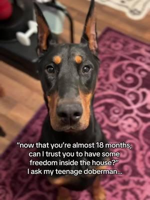 teenage doberman is gonna be the death of me 🥴  #dogsoftiktok #doberman #dobermans_of_tiktok #dobermansoftiktok #dogsoftiktokviral #fyp #dogowners #dogcommunity #cutedogsoftiktok #cutedog #funnydog #funnydogsoftiktok  #teenagedog #adolescentdog #boydogs 