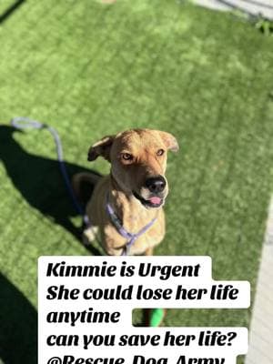 #she is so #sweet #please #adoptme #or #fosterme #Love #me Kimmie.  A629142.  4A01 - cokenneled with two other Doggos  - She’s super calm inside of her kennel  - Very easy to leash  - Walks really well on a leash  - Not reactive towards other dogs when passing by their kennels  - Seems to be potty trained  - Knows how to sit  - Takes treats very gently  - Treat motivated for sure  - Loves being petted  - Thinks she’s a lap dog  - Super affectionate  - Loves to engage into play with you  - She’s a very laid back and gentle girl  - Super sweet  - She is very well behaved! - Would be great even for apartment living with her calm personality! - Overall, a super sweet, obedient, and gentle girl! :) - Loves her belly rubs!@Rescue Dog Army @blueriverpetrescue @PepsPalsRescue 