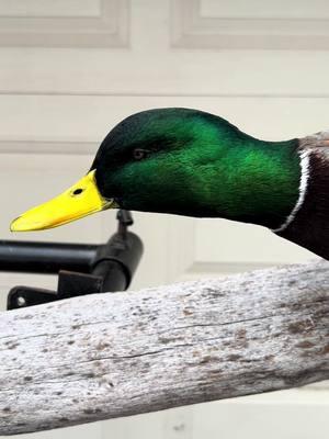 Beautiful drake Mallard put up. 🦆 #taxidermy #artist #fypシ゚viral #taxidermist #foryou #drake #mallard 