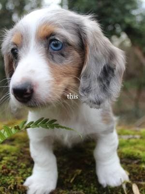 get yourself a little bit of this!  #boylescreekside #dachshund #puppy #puppylove #weinerdog #BFF #newbestfriend #oregon #minidachshund #available 