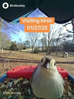 We got a @Bird Buddy for Xmas and have enjoyed our visitors so much - even those pesky squirrels! #birdbuddy #birdwatching #homestead #visit #wildlife #birdtok 