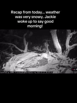 #jackie #shadow #FBBV #recap #snow #day #fish #rest #talking #dadduty #eating #incubation 