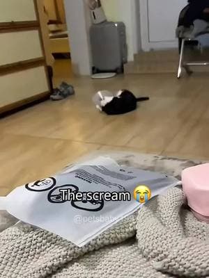 Cat in cone😾😾#cat #cats #cutecat #catlover #catsoftiktok #fyp #fypツ #foryou #funny #foryoupage #funnyvideos #funnycat #funnytiktok #funnyanimal #kitty 