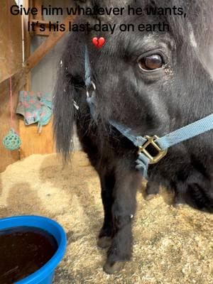 Had to wait a couple weeks to share this, it was too hard to re-live 💔 Peewee was allowed whatever he wanted on his last day 💔 #paizleysponies #paintedponiesranch #griefjourney #farmlife #ponies #minihorse #horse #horses #horsesoftiktok #poniesoftiktok #rip #death #sad #pony #heartbroken #life 