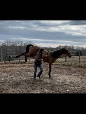 Had a little break with Stella but she remembered everything we went over last week, tried laying over her for the first time, and showed her the tarp and ribbon wand for the first time! #roundpen #buckskin #traininghorses #horsetrainer #kick #spicyhorse #desensitizing #groudwork #kbhorsejourney #foryoupage #fyp 