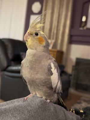 #newpet #cockateil #bird #funnyvideo #comedy #pet #drama#dramatic 