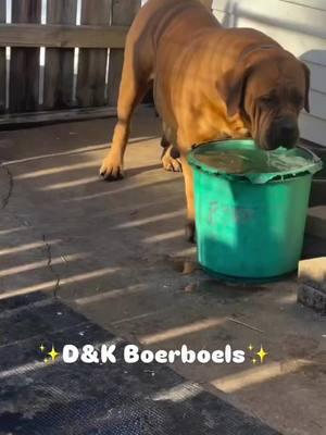 Cain & Fantasy puppies coming soon👏🏽👏🏽👏🏽👏🏽👏🏽💪💪💪💪💪💪💪🔥🔥🔥🔥🔥🔥🔥🔥🔥⭐️⭐️⭐️⭐️⭐️#dandkboerboels #midamericaboerboels #boerboelpuppies #Boerboels #southafricanboerboelpuppies #southafricanboerboels #boerboelbreeders #boerboelmagazine #boerboelkennels #nfl #NBA #MLB #NHL #atl #newyork #cali #texas #hiphop #hiphopculture #country #countrymusic #blackcountry #mississippi #florida #Nevada #boston #utah #northcarolina #southcarolina #canada🇨🇦🇮🇸 