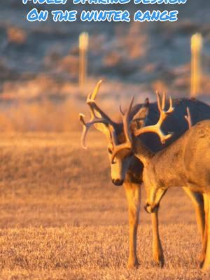 Mule Deer Sparing Session, Nice Non-Typocal on Winter Range! #muledeer #deer #muley #wildlife #fypage #bigbucks #simpleman 