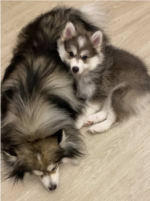 A puppy may test your patience, but their love and trust make it all worth it. 🥹 #thismakesmy❤️happy #toocutefortiktok #cutedogs #twodogs #seconddog #pomsky #pomskypuppy #huskylife #huskypuppy #alaskanmalamute 