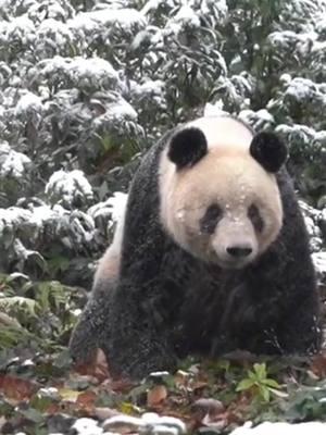 Here comes the giant panda Xiang Xiang presenting you a Lion Dance for the Chinese New Year! Credit to 香香之家中文 on Douyin #wonderfulChina #amazingChina #panda #XiangXiang #southwestChina #SichuanProvince #travelinChina #LionDance #SpringFestival