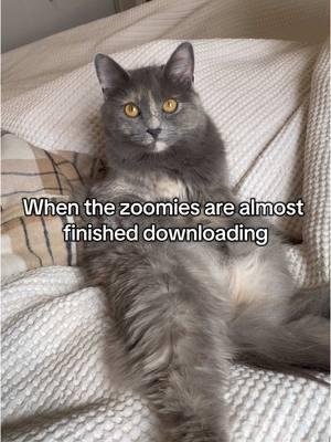 Brace yourself #catsoftiktok #kittensoftiktok #buffering #zoomies #graycatsoftiktok #graycat #greycat #greycatsoftiktok 