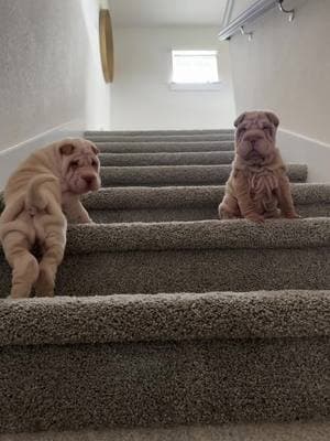 Beautiful bbs 🐳🦋🩵🫀 #sharpeipuppies #atx #sharpei #PetsOfTikTok 