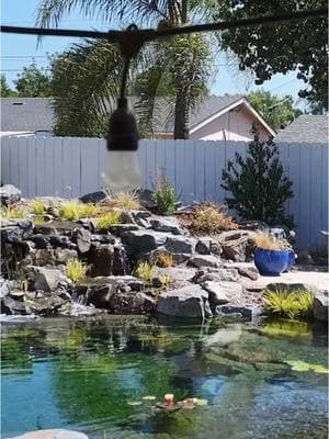 Build me a Lagoon I’ve Never Seen Before 😎 From a dirt lot to the perfect lagoon☀️ Comment “BOOK” to start your dream project 👇 #landscapedesign #naturalpool #lagoon #outdoorlivingspace #poolside #funinthesun #backyardinspo #swimmingpool#