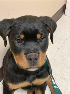 Alvin & Simon's first day of socialization was uneventful, we did not encounter their parents while out, and we will continue searching for that special family.#tractorsupply #lowes#mckoyrotties #RottweilerLife   #RottweilerLovers   #RottweilerFamily   #RottweilerPuppies   #RottieAdventures   #RottweilerLove   #RottweilerDogs   #RottweilersOfYouTube  #RottweilerCommunity   #RottweilerFun   #RottweilerRanch   #RottweilerBehavior   #RottweilerPlaytime   #RottweilerStrength   #RottweilerObedience   #RottweilerLifeStyle   #RottweilerSquad 