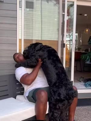 Dogs >>>>>humans #fyp #tiktok #giantschnauzer 