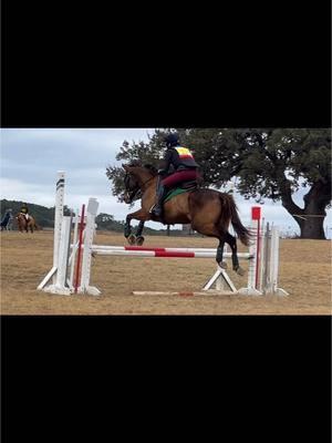 Starlight Sister’s first week as an eventer 💪 #anditwentlike #eventing #eventer #areav #crossgate #thoroughbred #ottb #texas #texassports #texaseventing #pinehill 