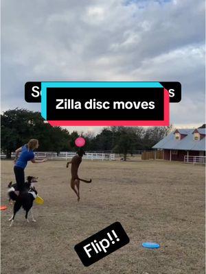 Some of Zilla’s moves when she’s playing with a whole frisbee! #zilla #godzilla #malinois #malinoisoftiktok #belgianmalinois #belgianmalinoisoftiktok #malinoislife #malinoisbelgian #malinoisworld #frisbeedog #discdog 