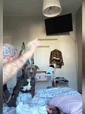 Dad stop 🥰🥰🥰 #pet #baby #cute #dog #dogoftiktok #petoftiktok #fyp 