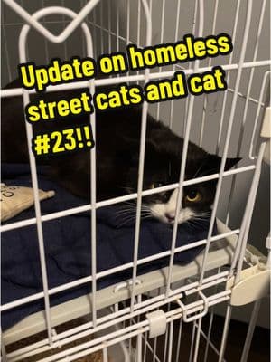 Trap #23 tonight. Im in love 🥹 #tnr #homelesscat #update #cats #catsoftiktok #cattok #catsinneed #catrescuer #helpingcats #youmattertome #tomcat #spayneuter #nokillnation #arewehomeyet #adoptacat #catsanctuary #faithinhumanityrestored #streetcat #safetrapping 