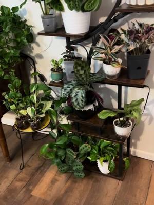 The grow lights on my stand work well for a night light too. The lights came with the stand and are easy to install. @Bestlead US #CapCut #plantstand #bookshelfieinspo #indoorplantdecor #houseplants 