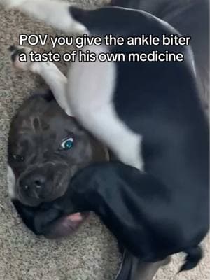 This is everyday with them😅 #fyp #foryoupage #bostonterrier #canecorso #dogsoftiktok #anklebiter #WWE #shark 