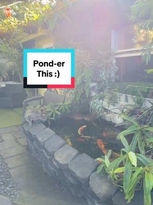 Showing Hamilton Lacoy Fish up close and personal for the first time… I’m not sure if he thinks he can eat them or if he thinks they’re gonna eat him lol #KoiPond #Pond #Backyard #Oasis #KoiFish #FishPond #kittens #ExteriorDesign #Kitten #Cat #cats  