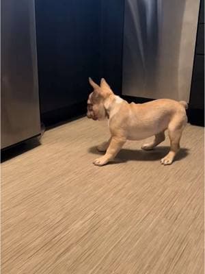 That scary water bottle 😆😍 #frenchiesoftiktok #frenchie #frenchielove #frenchiebabyy #frenchiepup #frenchiepuppies #frenchielife #puppy #frenchieoftheday #frenchiedaily #frenchy #frenchiephotos #frenchietok #frenchbully #frenchiebulldog #frenchbulldogpuppy #frenchbulldogsoftiktok #frenchbulldoglife #frenchbulldogs4life #frenchbulldogworld #frenchbull #frenchbullypuppies #puppytiktok  