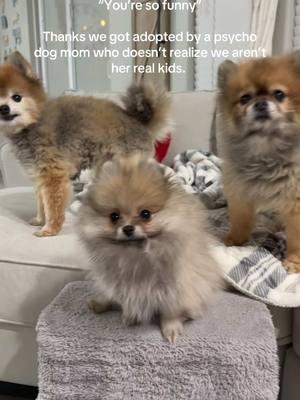 Hard truths from your dogs.  #youresofunny #pomeraniansoftiktok #pommom #momtok #pomeranians #emotionaldamage 