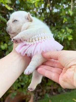 This little baby princess ballerina is too cute to scroll past without saying I love you 💕🩰 #creatorsearchinsights #pibble #pibbles #potato #cutebaby #FrenchieLove #frenchiebulldog #cutepuppies #cutepets #babydog #ilovemydog #pethotel #dogmom #dogdad #dogsofttiktok #doglover #dogsofttiktokviral #dogphotographer #puppytraining 