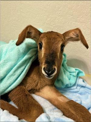 Sweet Baby Sloan had a rough start to life but we’re working on getting stronger every day!🖤#exoticanimalsoftiktok #conservation #animalsoftiktok #babyanimals #cuteanimals #bottlebaby #africananimals 