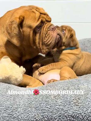 Auntie Kali helping mama Ivy by entertaining her boys #sully#murdoch#doues #dogs #bigdogs #doguedebordeaux #frenchmastiffs #mastiffs #largebreeddogs #puppy#puppydog#doggy#puppylife#puppystuff#f#cutepuppies#puppyvideos#dogsoftiktok #fup #foryoupage #fyp#almondblossombordeaux 