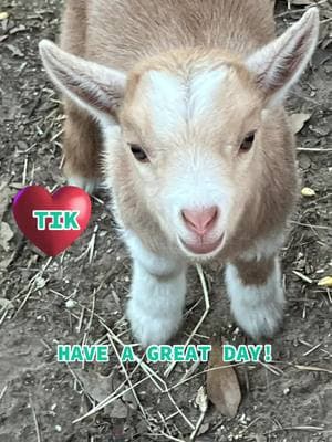 #fyp #angelic4you #babygoat #babygoatsoftiktok #goats #goatsoftiktok #viralgoats #goatfarm #farmlife #countrylife #mylife #livinglife #bekind @SimplyJess~Growth Motivation 