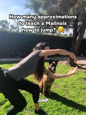 These numbers are exact. …not really, but one of things I see people struggling with when they are looking for a complete behavior, is how many repetitions it truly takes. Every dog is different. Each situation is different. Behaviors are different. Motivation for each individual dog for each individual behavior is different. If you don’t like where your dog is at with a particular behavior, or they don’t perform the behavior well in new environments-DO MORE REPS AT HOME. How many hours do they say it takes to master a new skill? 10,000 or so? Imagine how many reps it takes for two beings to work together at a new skill…it takes a lot of trial and error. And even when it is looking better, it take SO MANY repetitions to really make it good. And even more with distractions. And even more in new environments. This is why patience and consistency may be THE most crucial thing in dog training. Slow down. Put one foot in front of the other. Laugh at your mistakes…or maybe don’t in am case they think it’s a reward 😂🤫 . . . . #belgianmalinois #malinois #dog #dogtrainer #messup #blooper #malinoismistakes #woops #funnydog #learn #progress #patience #consistency #alignedk9 