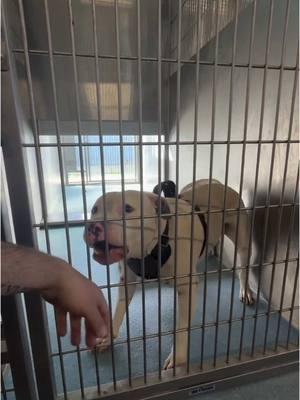 🚨 Meet Luke #A5674662 🚨 is a difficult one…the person that “found” him had no issues handling him but he’s been a handful for all of us here. Currently rescue only due to handling sensitivity. We’re still learning more about him. Please share to get him seen and pledge to help him get rescued before it’s too late. Poor guy just needs a chance and a real family who will actually pay attention to him so he knows love. 😓😓🙏  ➡️WALK IN HOURS⬅️  Mon-Sat  11-5 ❤️ Location: Baldwin Park Shelter  4275 North Elton Street Baldwin Park, CA 91706 24-hr Call Center: (626) 962-3577  (Hit 5, 2, 2) Shelter Staff: ⭐️Thomas⭐️ tkalinowski@animalcare.lacounty.gov Rescue Coordinator Alma Aldana AGandara@animalcare.lacounty.gov Sgt. Brenda Leanos Bleanos@animalcare.lacounty.gov Sgt. Alexander Mota Amota@animalcare.lacounty.gov #losangeles #rescue #adoptdontshop #adopt #foster #fosteringsaveslives #shelterdog #baldwinparkshelter #savingbaldwinparkshelterdogs #rescuedog #rescueme #tiktok #explore #explorepage #Love #family #volunteer #bethechange #giveback #dog #standupforpitsfoundation #standupforpits #bullybreed #dog #shelterdog #adoptdontshop #fosteringsaveslives #seenequalssaved #shelterdogsofinstagram #bullybreed 