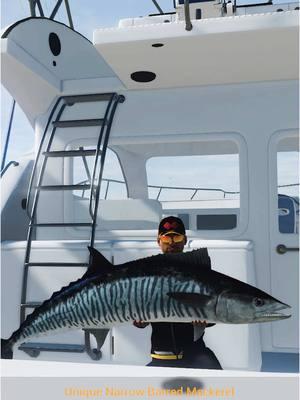 Fishing planet: Giant 119lb Mackerel Hooked in Japan! #fishingplanet #mackerelfishing #japanfishing #hugecatch #fishing 