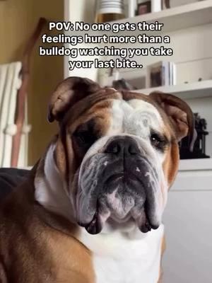 and this is why I beg from dad 🤭 Credit: @thebulldoglevi  . . . . . . . #englishbulldog #englishbulldogloves #bulldog #bulldogoftiktokbulldog #englishbulldogpuppie #englishbulldogsoftiktok❤️ #englishbulldogpuppiesoftiktok #englishbulldogpuppiesoftikt #englishbulldoglover #englishbulldogs #englishbulldogs #englishbulldogsoftiktok❤️👑 #bulldogsoftiktok 