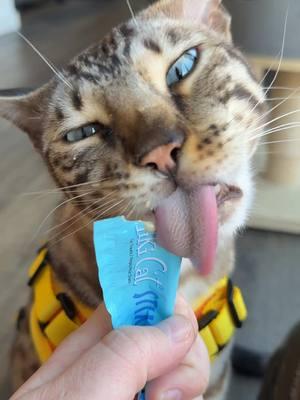 When you’re this cute, sticking your tongue out is just part of the charm. 😜💖 #TongueOutTuesday vibes activated! 🐾 #TongueOutTuesday #BengalCatLove #CatsofInstagram #BengalsOfIG #SassyAndCute #CatLife #Petstagram #Meowdel #CatsWithAttitude #KittyVibes