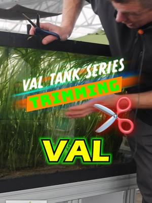 THE VAL TANK SERIES: TRIMMING! Here at Dustin's FishTanks we finally setup a NEW TANK! Check out our new/old 125 gallon Vallisneria Wall Tank! What are your thoughts on this new setup? The ultimate goal is for you to learn something and have success in your own planted aquariums! FOLLOW ALONG FOR MORE! TANK ON! Shout outs to AluFab Inc for the amazing aquarium stands! #val #vallisneria #aquarium #aquariums #aquascape #aquascaping #aquariumplants #scape #fishtank #freshwateraquarium #plants #plantlife #planted #plantedtank #plantedaquarium #aquascape #aquaticplants