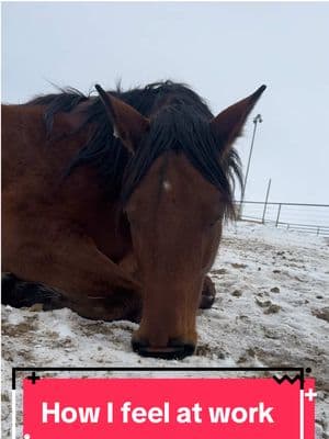 This is 100% how I feel after a show weekend when I’m at work. #rtleventing #eventinglife #horsesoftiktok #horsepeopleproblems #coloradohorses #eventer #horsesinwinter 