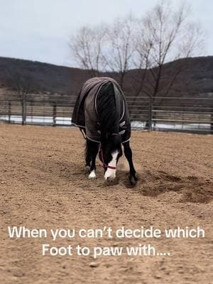 Dave fully enjoying himself during his turnout time #prettydave #tkequine #horses #sillyhorses #fyp #horsesoftiktok #familyhorse #foreverhorse #foryoupage #blueroan #prettyhorse #unicorn 