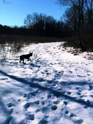 Hikes with her are my favorite #apbt #wolfordsgembuster #ohio 