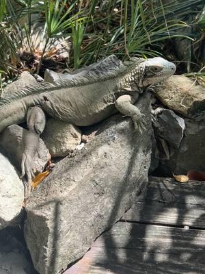 Am I the only one that loves the lizzards? I would so make them my best buddies if I lived here #stthomas #stthomasusvi #stthomasvirginislands #usvirginislands #coralworld #coralworldoceanpark #oceanpark #vacation #lizzards #island #norwegiancruise #norwegiancruiseline 