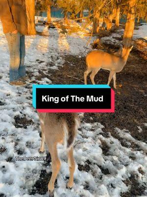 🌶️ Mudhole Madness! These little babes are living their best life in the mud! 🤎 Watch Taters bring the attitude while Zuko plays the perfect big bro. Who needs toys when you have a mudhole? 😂🐾 #KingOfTheMudhole #DeerLife #FarmVibes #CountryLiving #BabyDeer #MudParty #CutenessOverload  #WildlifeAdventures  #DeerTok #BabyAnimals #FarmAnimals #FarmLife #AnimalsOfTikTok #CuteAnimals #CountryVibes #NatureLovers #WildlifeDaily #AnimalAdventures #mud #durr #durrassicpark #durrsoftiktok 